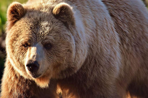 Bear Wallpapers | hd backgrounds screenshot 13