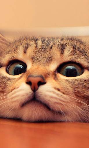 Cats Live Wallpapers screenshot 1