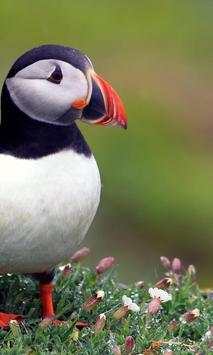 Birds Wallpaper स्क्रीनशॉट 2