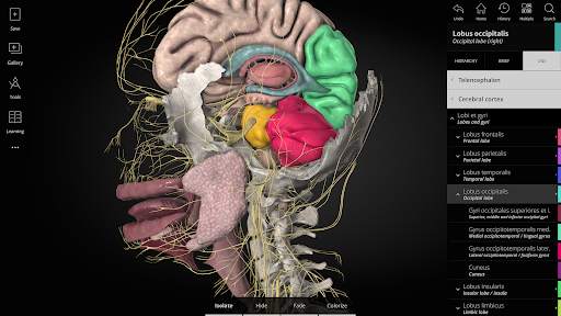 Anatomyka - 3D Anatomy Atlas screenshot 9