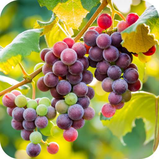 Grapes HD wallpaper 1.12