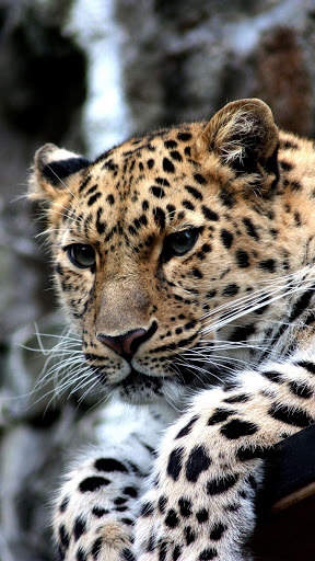 Magic Touch: Leopard Live Wallpaper screenshot 4