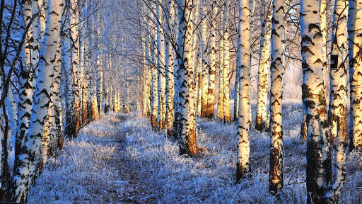 Winter Wallpapers : backgrounds hd screenshot 14