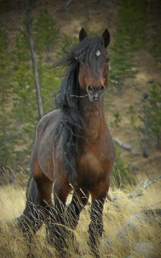 Horse Wallpapers | hd backgrounds screenshot 12