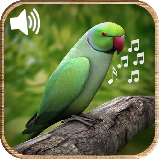 Latest Bird Ringtones 2019 6.0