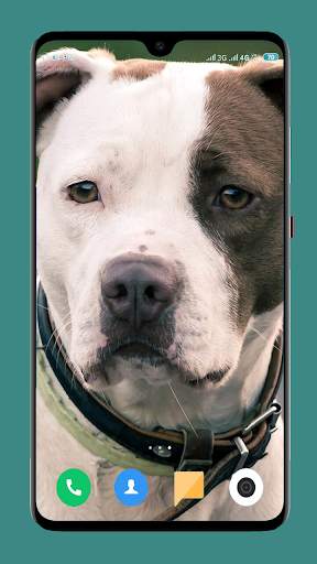 Pitbull Dog Wallpaper 4K screenshot 7