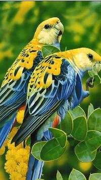 Birds Wallpapers HD screenshot 6