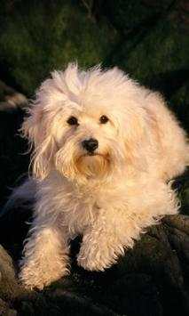 Funny Dogs Jigsaw Puzzles screenshot 2