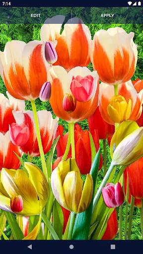 Tulips Spring Live Wallpaper screenshot 6