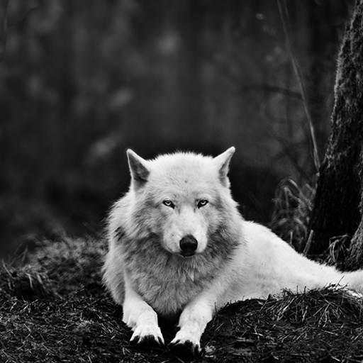 Wolf Hd Wallpaper 3.1