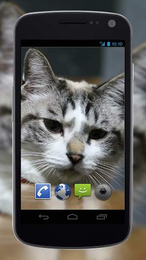 4K Cute Cat Video Live Wallpaper screenshot 3