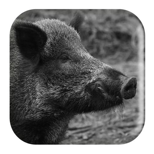 Wild Boar Sounds أيقونة