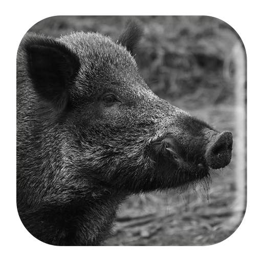 Wild Boar Sounds 1.4