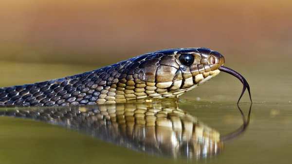 Snake Live Wallpaper : backgrounds hd स्क्रीनशॉट 13