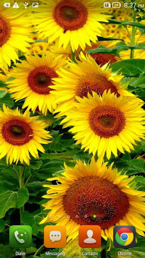 Sunflowers HD Live Wallpaper screenshot 2