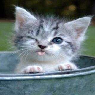 Cute and Funny Animals screenshot 13