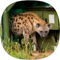 Hyena Sounds
