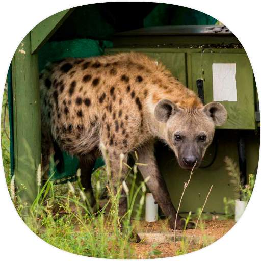 Hyena Sounds 1.0.0