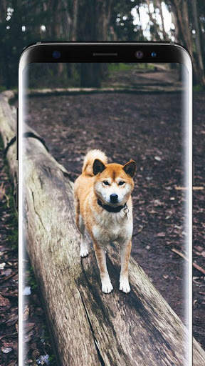 Dog Wallpapers Live HD screenshot 2