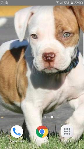 Pitbull Wallpapers 3 تصوير الشاشة