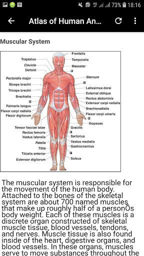 Atlas of Human Anatomy Offline screenshot 4