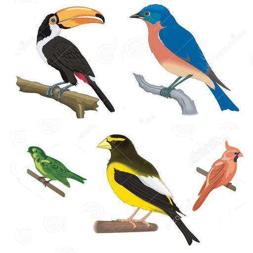 A to Z Birds Name 1.29