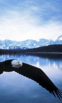 Bald Eagles Wallpapers screenshot 3