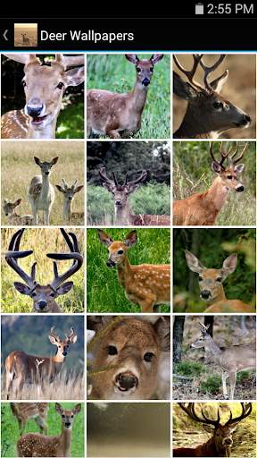 Deer Wallpapers screenshot 2