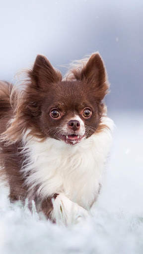 Chihuahua Wallpaper HD & 4k Backgrounds screenshot 5