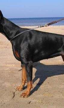 Doberman wallpapers screenshot 3