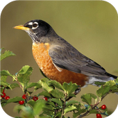 Birds. Live wallpaper आइकन