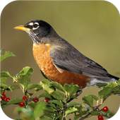 Birds. Live wallpaper 1.0