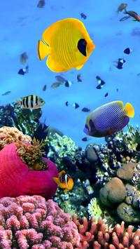 Aquarium Wallpaper HD Free screenshot 3