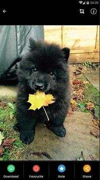 Wallpaper Chow Chow Puppies screenshot 8