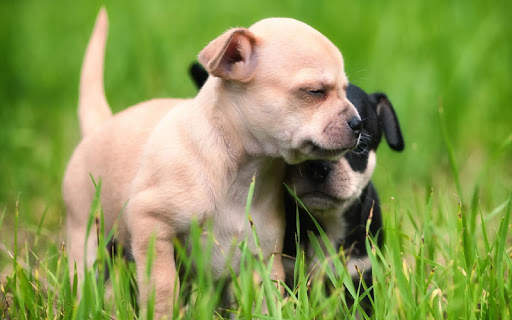 Puppy Wallpaper screenshot 7
