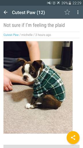 Cute funny puppy & cat photos screenshot 8