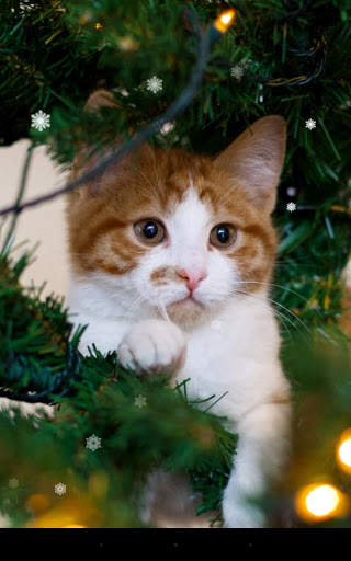 Xmas Cat Live Wallpaper screenshot 2