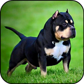 Pitbull HD Wallpapers 2019 icon