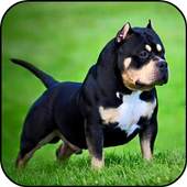 Pitbull HD Wallpapers 2019 1.0