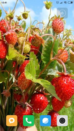 Strawberry Wallpaper HD screenshot 8