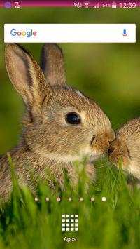 Rabbit Wallpapers screenshot 1