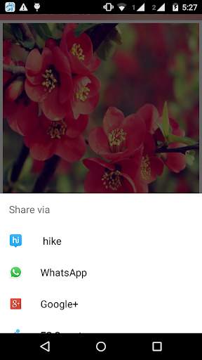 Flowers Wallpaper screenshot 5