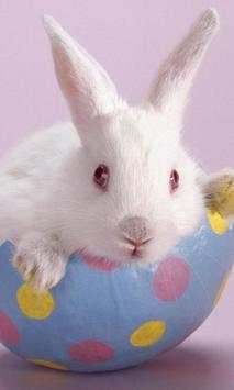 Cute Rabbits Wallpapers screenshot 2