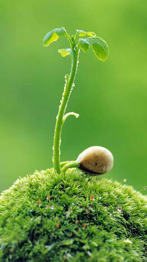 Macro HD Wallpaper screenshot 9