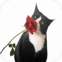 Black & White Cats Wallpapers