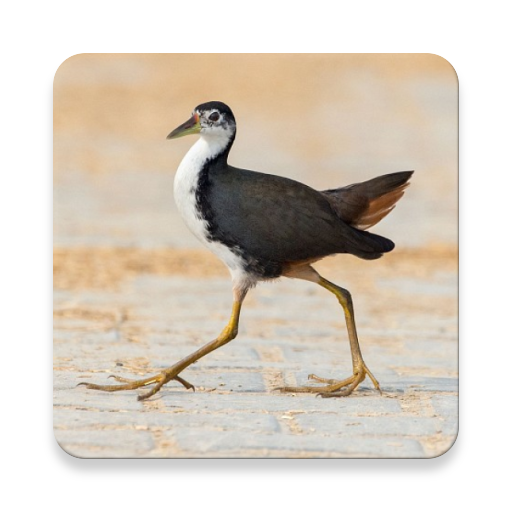 Белогрудый Waterhen Bird Sounds ~ Sclip.app иконка