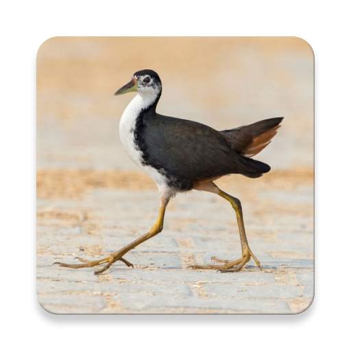 White-breasted Waterhen Bird Sounds ~ Sclip.app 1.0.0