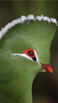 Beautiful Birds Wallpapers HD2 screenshot 5