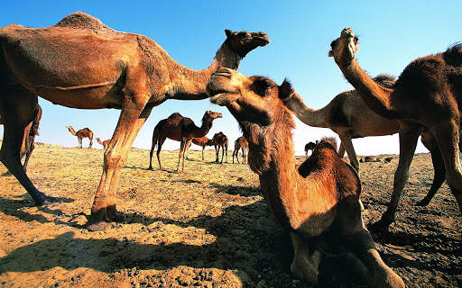 Camel Wallpaper 4 تصوير الشاشة