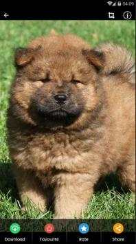 Wallpaper Chow Chow Puppies screenshot 3